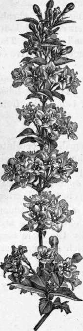 Fig. 117. Diervilla rosea. (1/6 nat. size.)