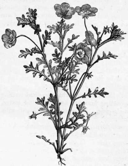 Fig. 176. Nemophila insignis. (1/3 nat. size.)