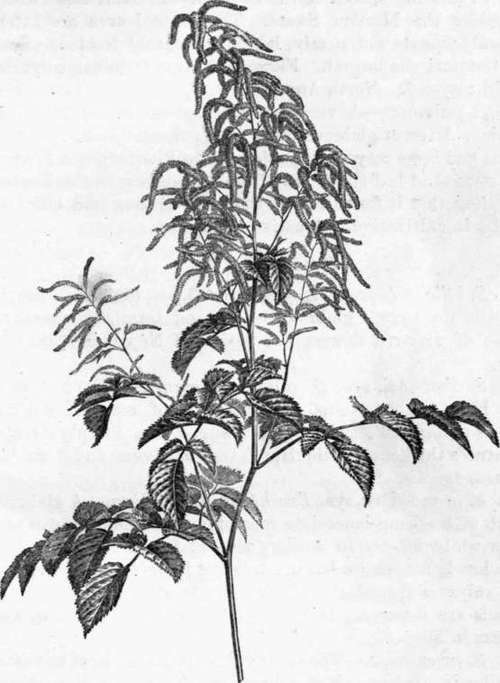 Fig. 81. Spiraea Aruncus. (1/6 nat. size.)