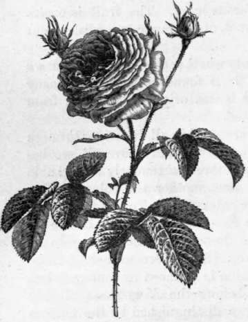 Fig. 83. Painters' Rose.
