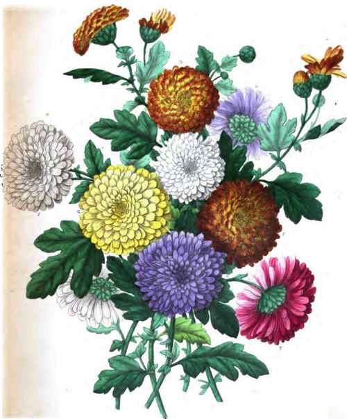 The Pompone Or Daisy Chrysanthemums