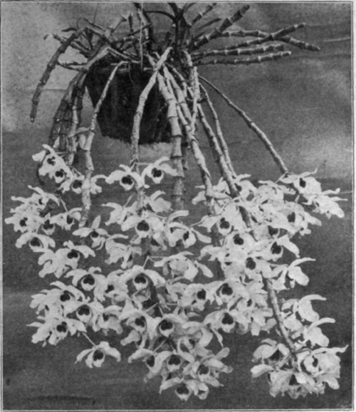 Dendrobium Wardianum.