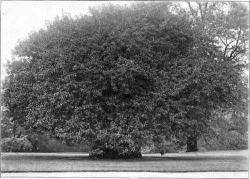 The Beam Tree, For Smoky Towns. To face Page 72