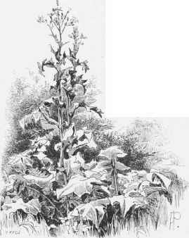 Blue flowered Composite plant; fine foliage and habit; type of noble plants excluded from gardens. (Mulgedium Plumieri.)
