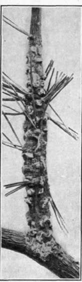 Fig. 57.   European Currant Rust; aecia on white pine.