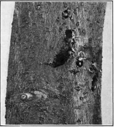 Fig. 89.   Oozing Fire Blight canker. Note drops of exudate.