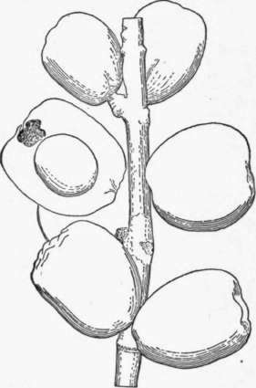 Fig. 41. The ohia (Eugenia malaccensis), a Malayan fruit little known in the American tropics. The tree is handsome, but the fruit is not of very good quality. (X about 1/3)