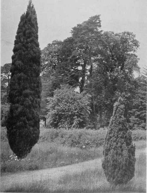 Golden Irish Yew (on right) and Cupressus Lawsoniana Erecta Viridis (on left).