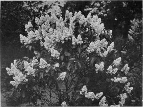 The Persian Lilac. Photo by F. Mason Good.