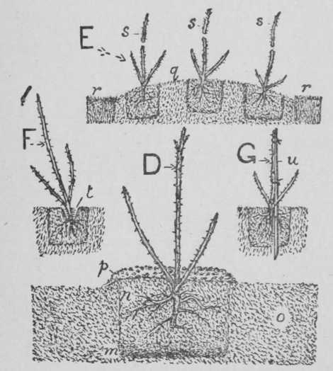 Fig. 17. How to Plant Roses. II
