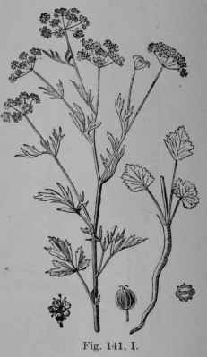 Fig. 141, I. Anise (Pimpinella Anisum, Parsley Family, Umbelliferoe). Fruiting top, and base of plant. Flower. Fruit, side view, and cut across. (Germain de St. Pierre.) An annual about 40 cm. tall, smooth; flowers white; fruit downy, light greenish brown. Native home, Egypt and Asia Minor.