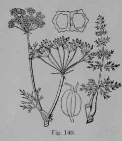 Fig. 140. Caraway (Carum Carui, Parsley Family, Umbelliferoe). Flowering and fruiting top, reduced. Leaf, showing broad attachment to the stem. Fruit, side view, enlarged. Same, cut across, showing six volatile oil tubes in one half. (Britton and Brown.) A biennial or perennial herb, aromatic throughout, becoming 30 60 cm. tall; leaves smooth; flowers white; fruit brownish. Native home, Europe.
