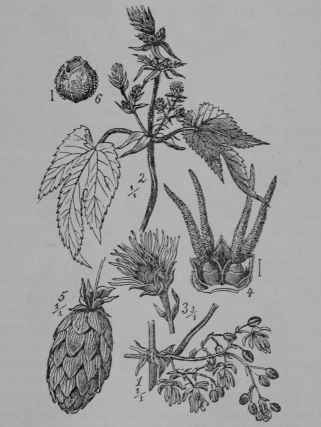 Fig. 153. Hops (Humulus Lupulus, Mulberry Family, Moracece). 1, branch bearing staminate flower cluster. 2, branch bearing pistillate flower clusters, and leaves. 3, pistillate flower cluster. 4, two pistillate flowers and their bract. 5, ripe cone like fruit cluster. 6, a single fruit. (Wossidlo.) A twining perennial herb with rough stems, growing 10 m. tall; leaves rough, hairy; flowers, greenish; fruit, straw colored. Native home, Europe, Asia, and North America.