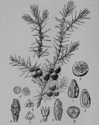 Fig. 154. Juniper (Juniperus communis, Pine Family, Pinaceoe). Staminate flowering branch, 3/4. Pistillate fruiting branch, 3/4; a, staminate flower, enlarged; b, stamen, back view; c, same, lower view; d, two pollen grains; e, pistillate shoot; f, three ovules, and their scales, the front one bent down; g, same cut across; h, fruit, cut across, showing the three seeds in the aromatic pulp formed of the three scales grown together; i, seed, entire; k, same, cut lengthwise to show embryo and seed food. (Berg and Schmidt.) Shrub with spreading branches, or a tree growing about 12 m. tall; leaves spiny pointed, whitish above; flowers yellowish; fruit dark blue with a bloom. Native home, north temperate regions.