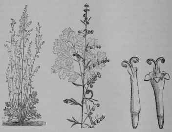 Fig. 155. Wormwood (Artemisia Absinthium, Sunflower Family, Compositce). Plant in flower. Leaf and flower clusters. Outer floret, 7/1, Inner floret, 7/1. (Baillon.) A perennial herb, about 1 m. tall; leaves white silky; flowers greenish; fruit grayish. Native home, Europe.