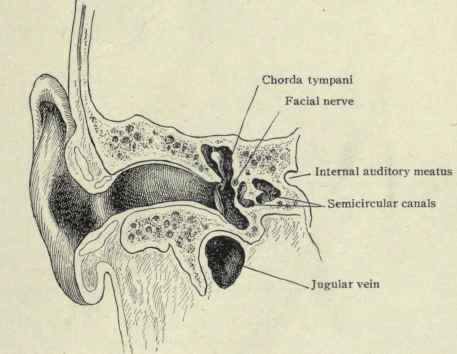  the temporal, internal maxillary, posterior auricular, and occipital 