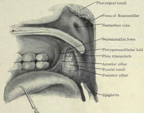 Posterior Roof Of Mouth 13
