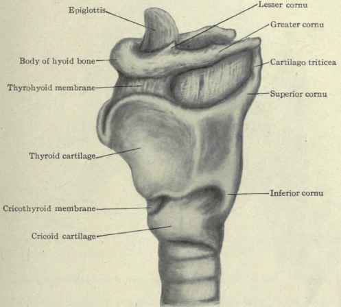 Throat Bone 23