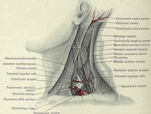arteries and veins of neck. The deep fascia of the neck