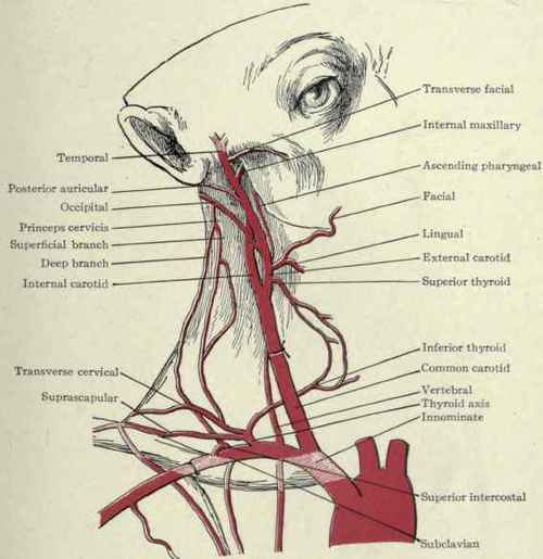 Fig. 172.   Collateral circulation after ligation of the common carotid artery.