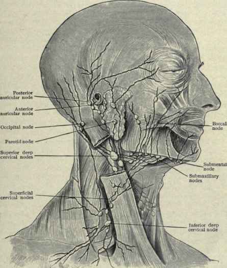 nodes in neck. nodes of head and neck:
