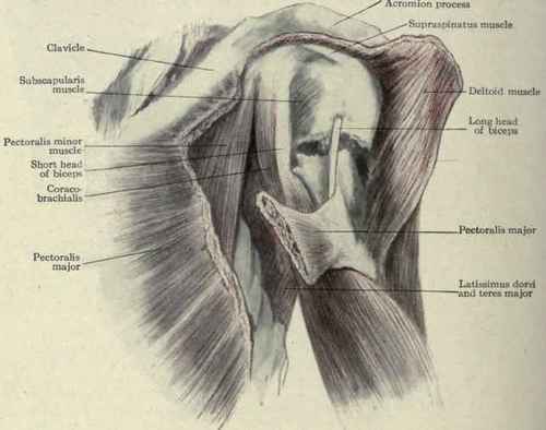 humerus bone anatomy. neck of the humerus.