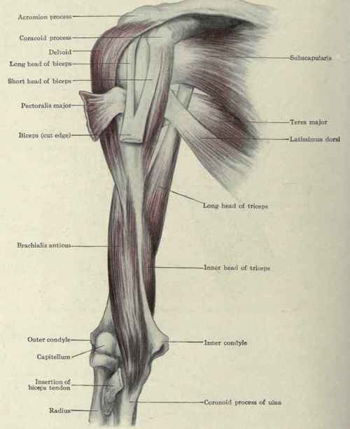 muscles of arm. of muscles of the arm.