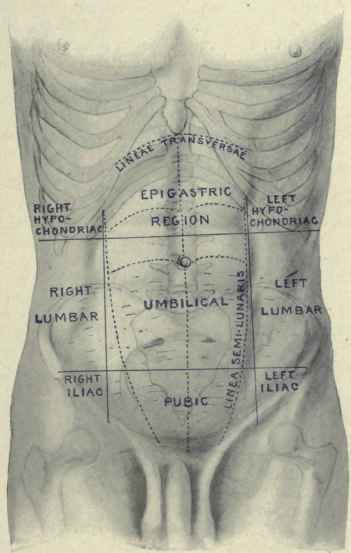 Surface Anatomy Of The Abdomen. Continued