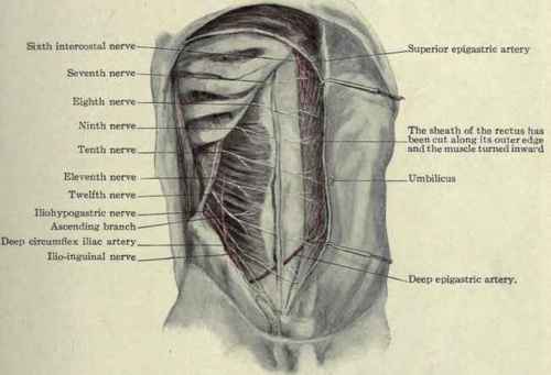 abdominal wall nerves
