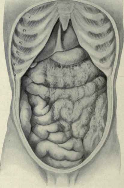 Fig. 414.   View of the abdominal organs in situ. Beneath the ensiform process is seen the liver with the round ligament to the right of the median line, below come the stomach, then the transverse colon, and lower down the small intestines, over which is spread the great omentum. In the right iliac region is seen the ascending colon and in the left the termination of the descending colon.
