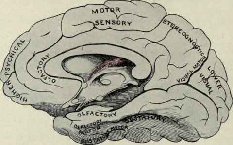 human brain diagram. Diagram illustrating the motor