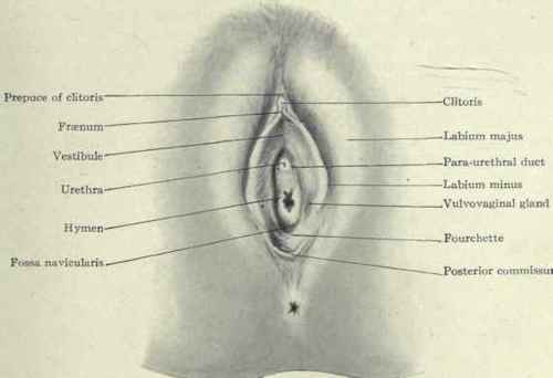 The hymen partly occludes the lower end of the vagina across its posterior