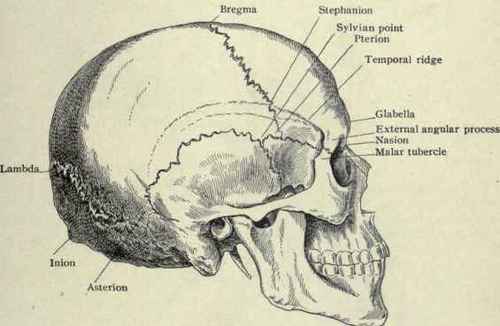 Asterion Skull