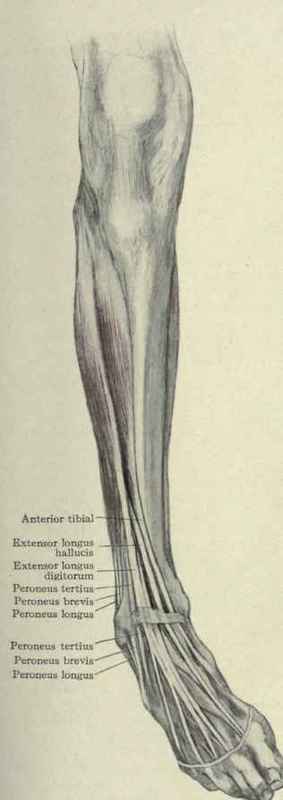 Extensor and abductor muscles of the leg.