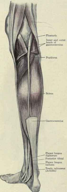 Extensor and abductor muscles of the leg. Fig. 560.