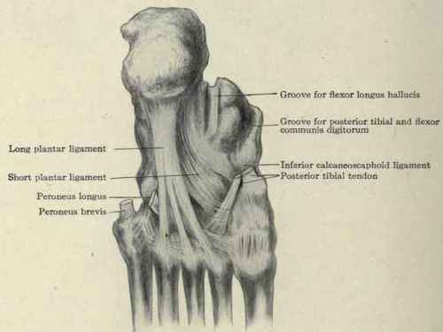 Ligaments and tendons of the sole of the foot