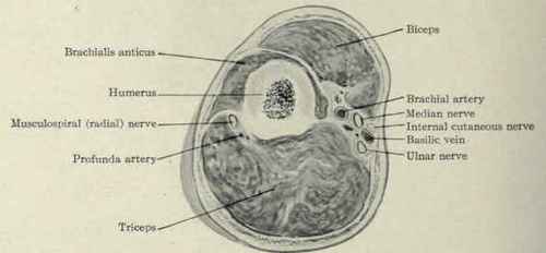 Fig. 611.   Transverse section through the middle of the arm.