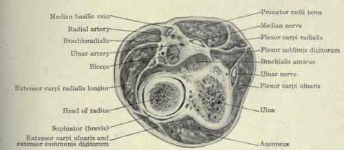 Fig. 614.   Transverse section through the head of the radius.