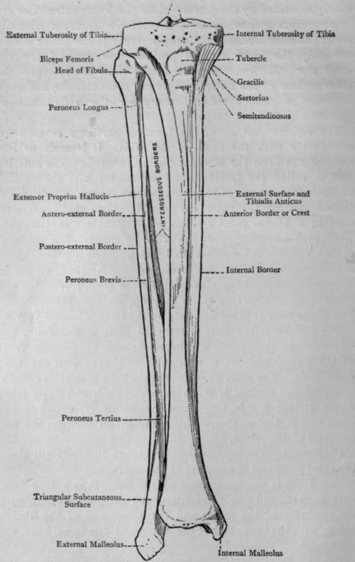 Fig. 14.   Tibia and Fibula (Anterior Surfaces).
