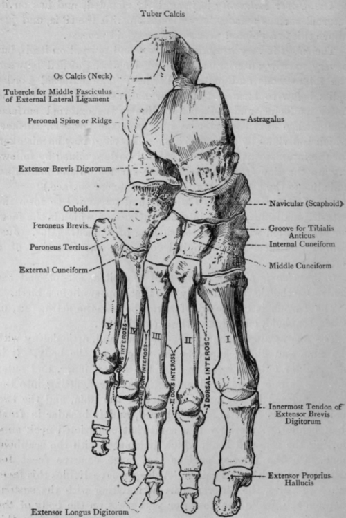 bones of foot. Bones of Foot (Dorsal Surface)