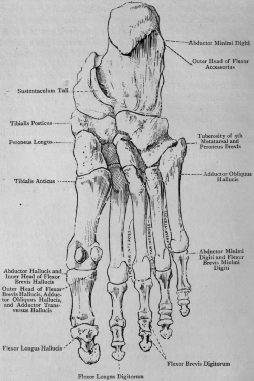 bones of foot. Bones of Foot (Plantar