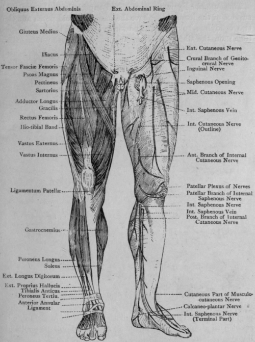 muscles of leg. Muscles and Cutaneous Nerves