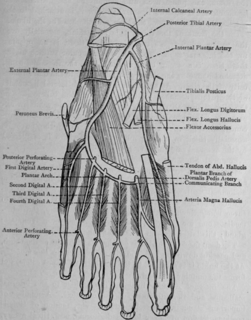 arteries of leg and foot. Short Muscles and Arteries of
