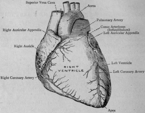  of the heart is that of a cone; it has an apex, a base, and two surfaces 