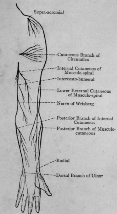 Inner cord: Ulnar, inner head of median, internal anterior thoracic, 