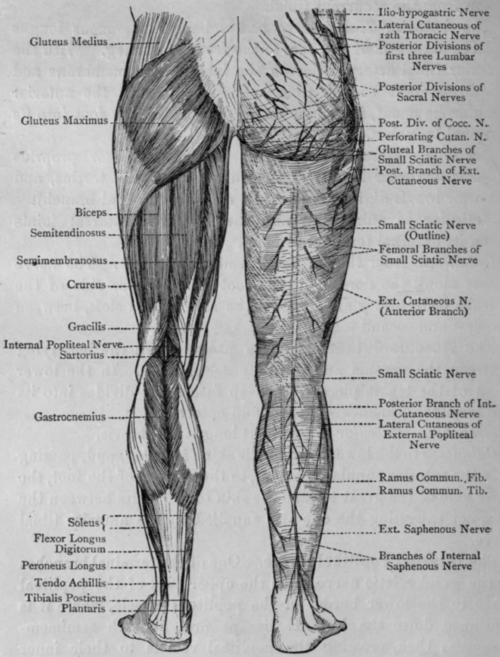 muscles of leg. Muscles and Cutaneous Nerves