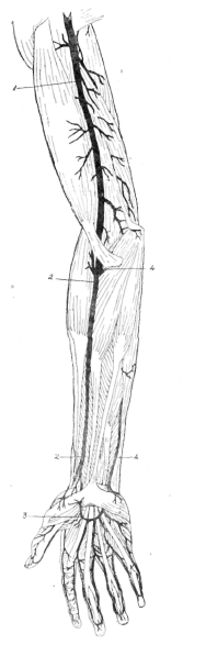 Fig. 40. Arteries of the Upper Limb