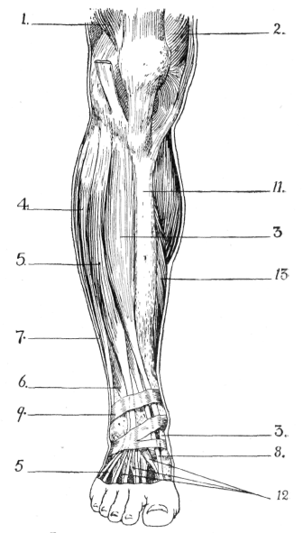 muscles of leg. Muscles of Leg (Anterior View)