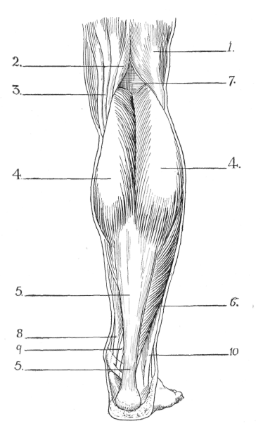 Muscles Of Leg. Muscles of Calf of Leg.)