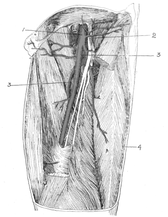 posterior tibial artery. The posterior tibial goes down